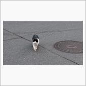 今朝のにゃんこ 22.12. ...