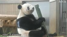 日本は中国のパンダの養殖場じゃない(&#180;・ω・)返すなら、また別のパンダを出して貰わねば割に合わない