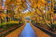 落葉紅葉