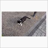散歩道のにゃんこ 22.12 ...