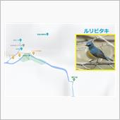 バードウォッチング・・・雪で ...