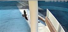 大分別宅に猛禽類が飛来？？