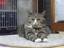 今日の散歩は、これを持参。