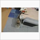 〔隔週〕先週、今週の朝食(4 ...