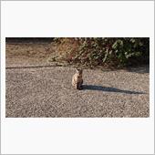 散歩道のにゃんこ 22.12 ...