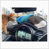 お年玉欲しいにゃ😸