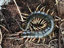 庭の植木鉢を移動させたらムカデ君が