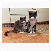 メニューはキゲンで決める(&#180; ...