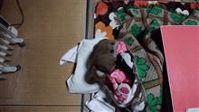 明日で大晦日･･･確実に寝正月だわ？