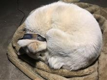 シロ、仕事納め。