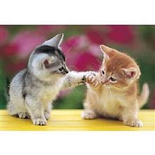 CIAOちゅーるCMソング🐈イケてる🤣
