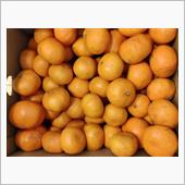 三ケ日みかん🍊
