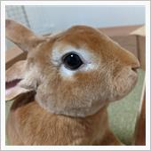 あけましておめでとうございま ...