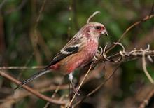 レヴォーグで鳥撮り～新年初撮り