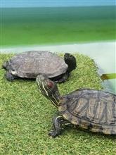 禁断の扉！
