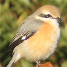 百舌鳥の尾羽の調子振り！