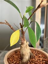やっぱりワークスにしておけば良かったかなぁ やっぱりワークスにしておけば良かったかなぁ