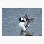 レヴォーグで鳥撮り～珍鳥ヒメ ...