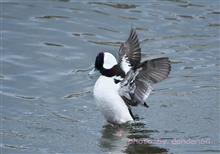レヴォーグで鳥撮り～珍鳥ヒメハジロ