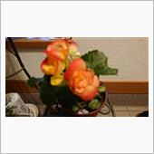 １月１９日、おはようございま ...