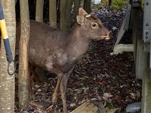 今日の訪問鹿🦌