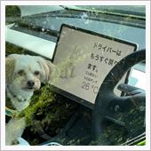 テスラ(ΦωΦ)