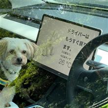 テスラ(ΦωΦ)