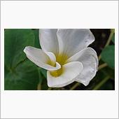 １月２２日、おはようございま ...