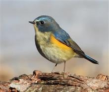 休日は探鳥ダイエット？・・・愛知森林公園