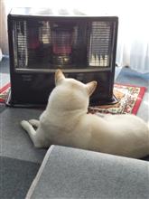 我が家の番犬〜😅
