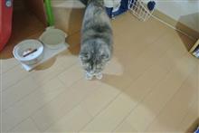 〔ねこ〕今週のレミ (56)