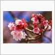 熱海の桜