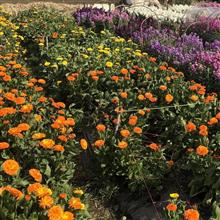 【千葉】春近し…、房総フラワーライン、花畑へ行ってきました