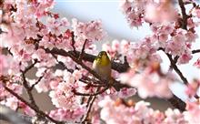 熱海桜とメジロ