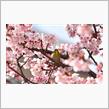 熱海桜とメジロ