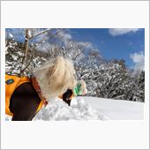 岐阜県ひるがのに雪遊びに行っ ...