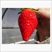 いちご🍓狩りin久能山　2 ...