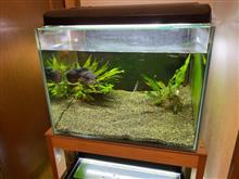 水槽メンテナンス コトブキ ワンルームハウス(サンゴ砂)追加