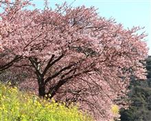 今年も観に行けました河津桜　河津から南伊豆　R1200RT