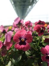 明石海峡大橋　春の花たち