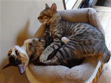 たぬ～です猫に遊んでもらう(笑) 保護猫カフェに潜入