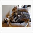 たぬ～です猫に遊んでもらう(笑) 保護猫カフェに潜入