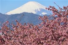 おおいゆめの里　河津桜　ランクル76