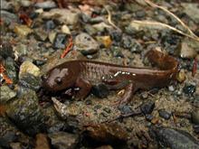 絶滅危惧種のトウキョウサンショウウオ あきる野で続く保全活動