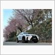 早咲きの安行桜とUX（前編）