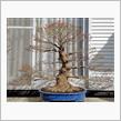 モミジの盆栽の植え替え