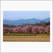 埼玉で桜を先取り？