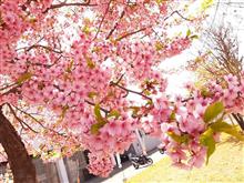 春は来たか、桜はもうすぐ🌸