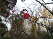 東京、桜開花で・・・・♪