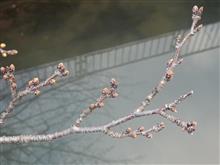 今年の桜 2023/03/15 第2回